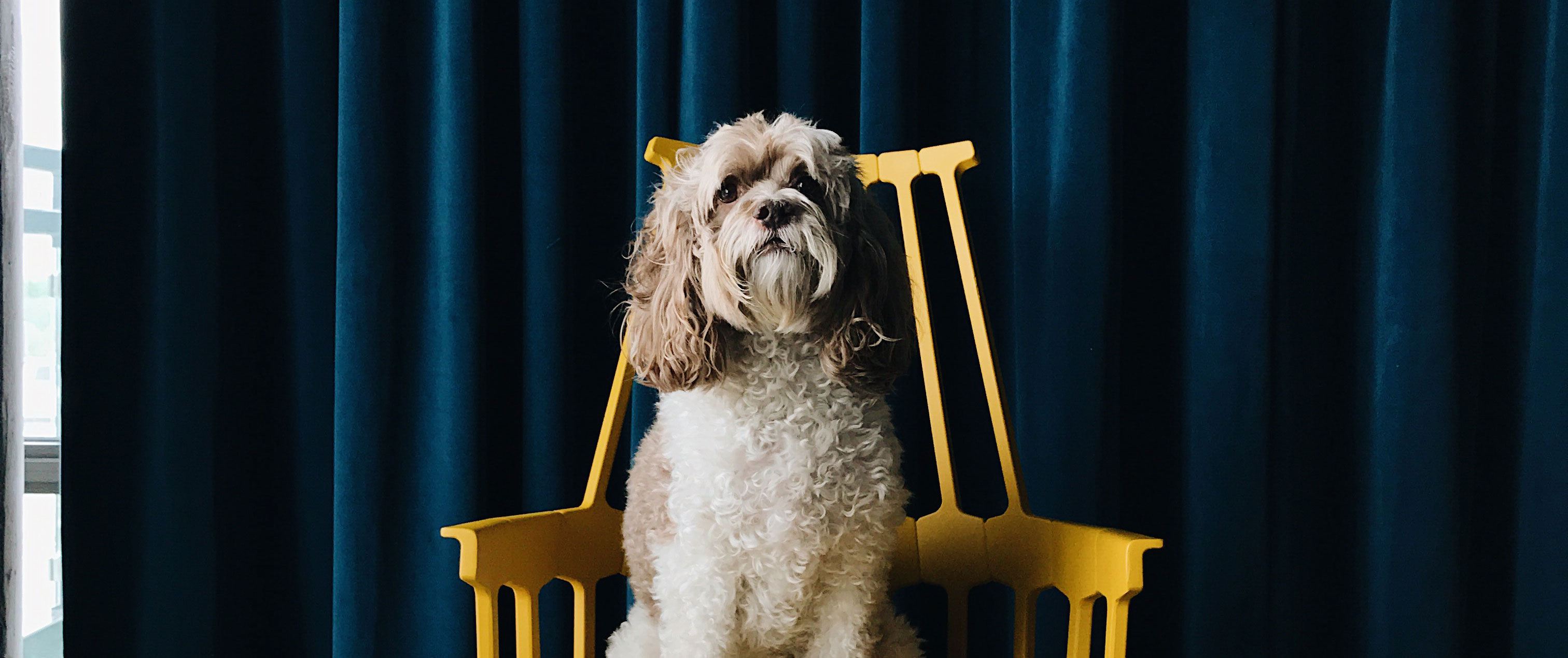 dog on chair