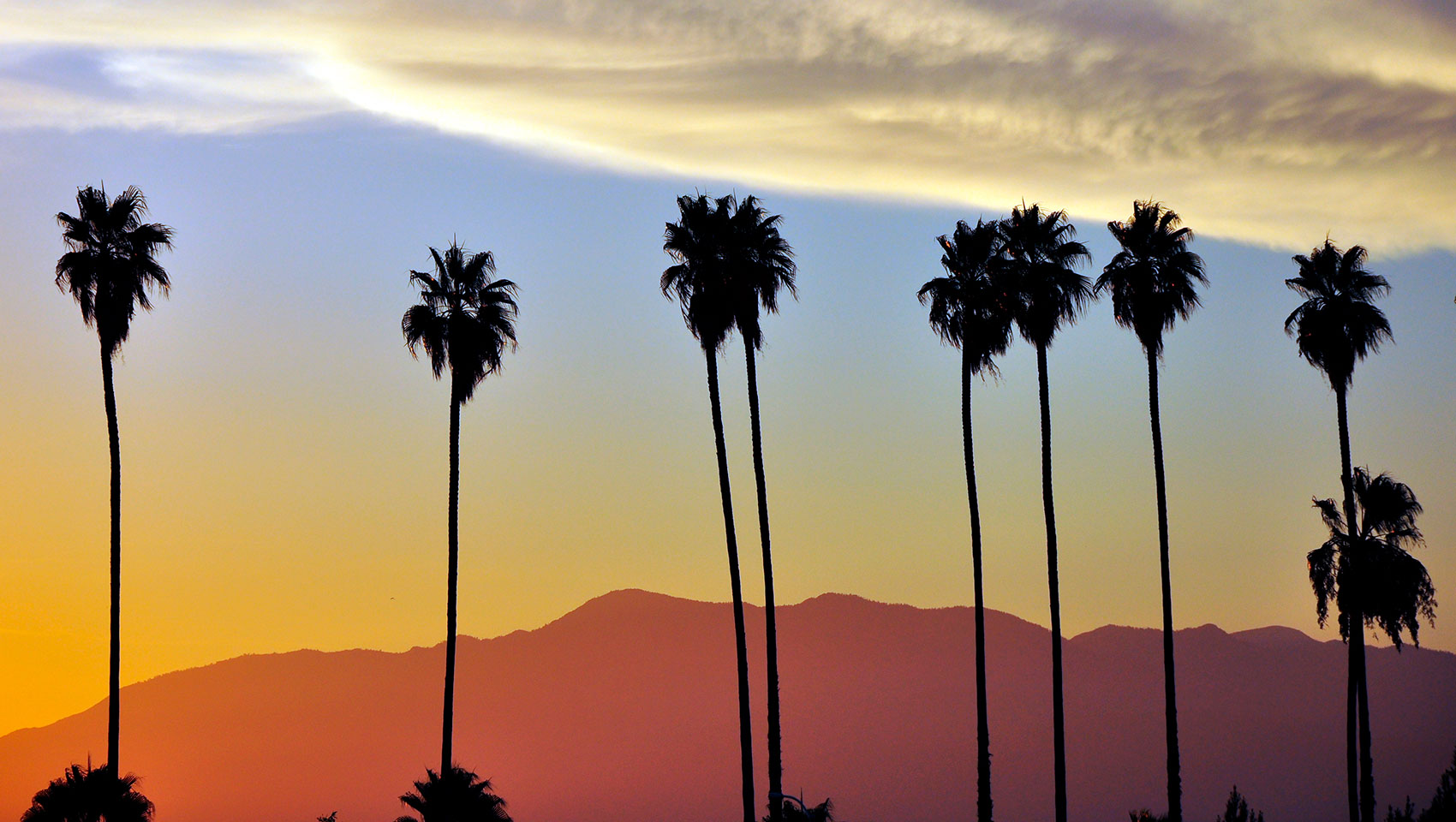 sunset and palm trees