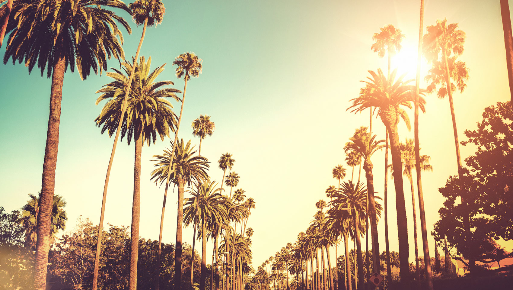 palm-trees. 