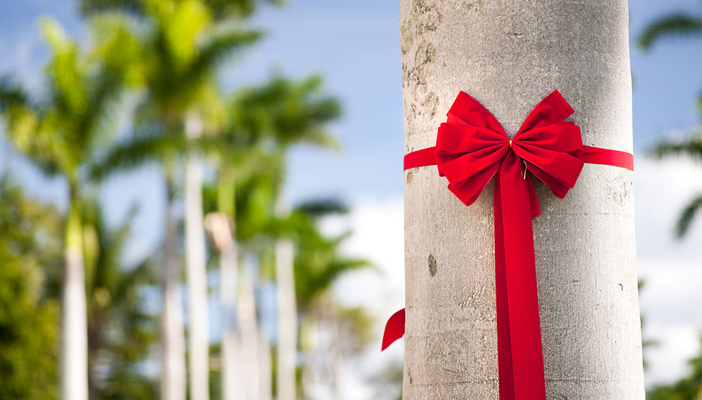 palm tree with holiday bow