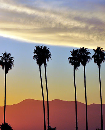 California Palm Trees